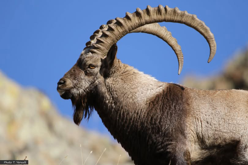 Kozorožec sibiřský