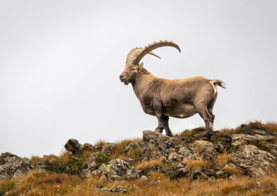 Kozorožec sibiřský