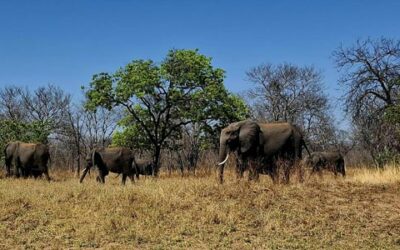 Na cestě z Namibie do Zimbabwe