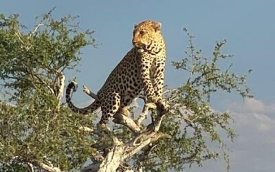 Výlet do národního parku Etosha