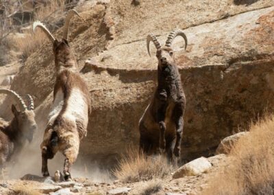 Kozorožec sibiřský